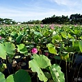 20120714新屋蓮園31.jpg