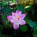 20120714新屋蓮園38.jpg