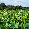 20120714新屋蓮園40.jpg