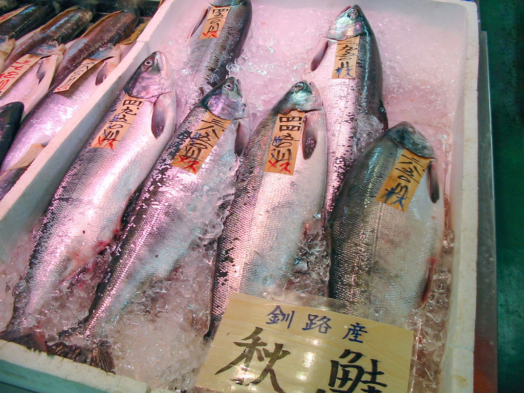 大西洋鮭和太平洋鮭魚怎麼挑怎麼吃才安心呢 小泰的白日夢 痞客邦 大西洋鮭和太平洋鮭魚怎麼挑怎麼吃才安心呢 小泰的白日夢 痞客邦