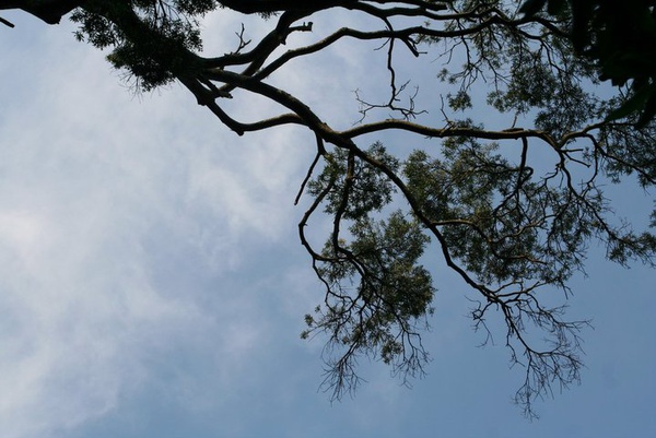 樹與天空