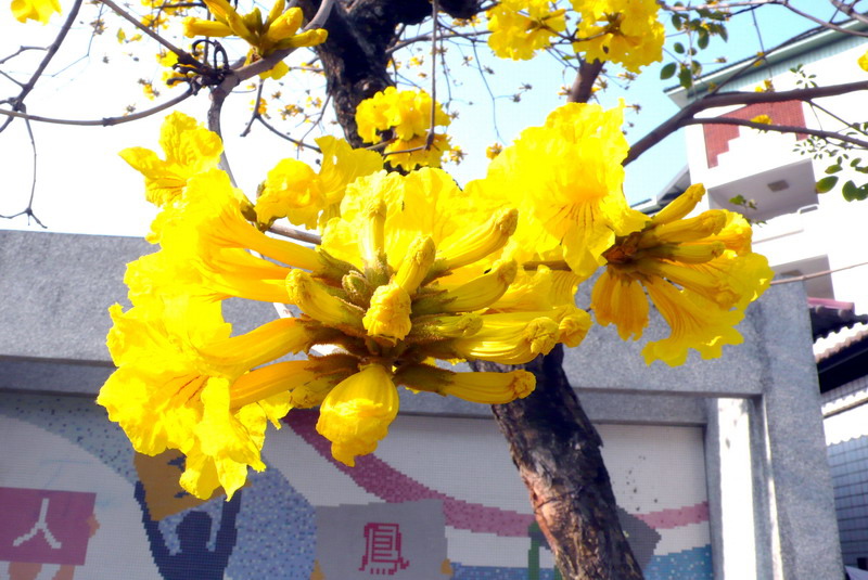 黃花風鈴木 黃花風鈴木