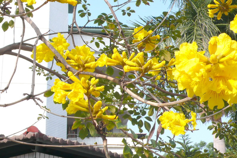 P1200434 P1200434