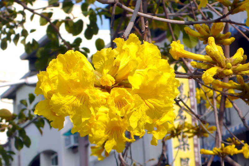 P1200429 P1200429