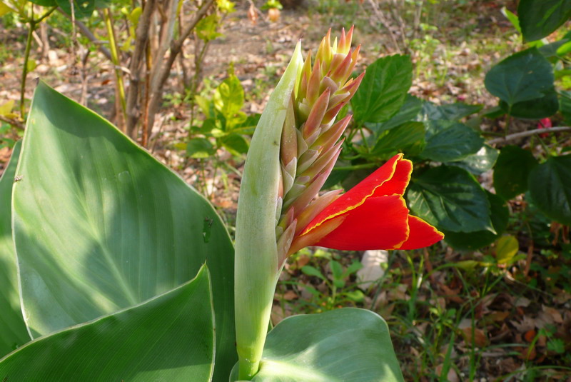 蓮蕉花 蓮蕉花