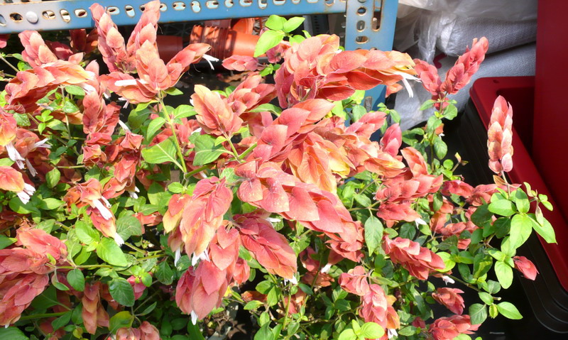 紅蝦花 紅蝦花