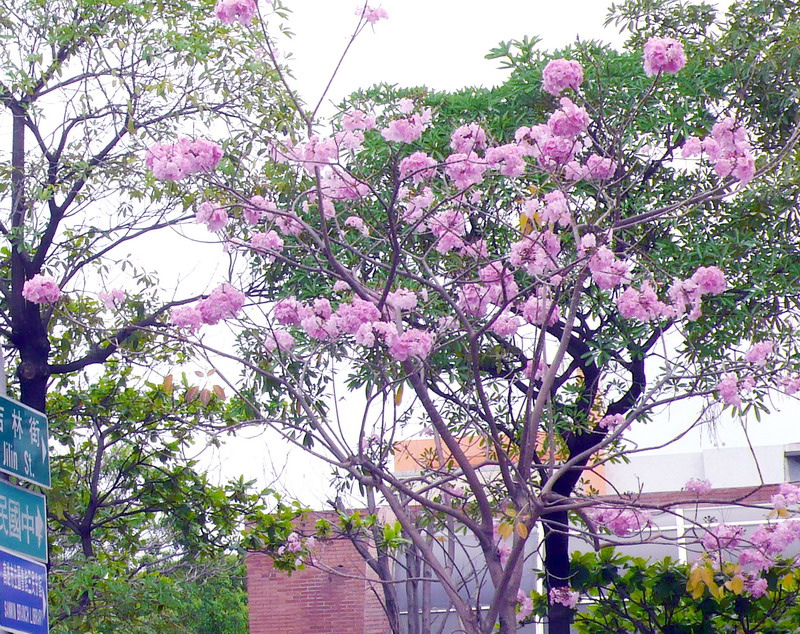P1200747 P1200747