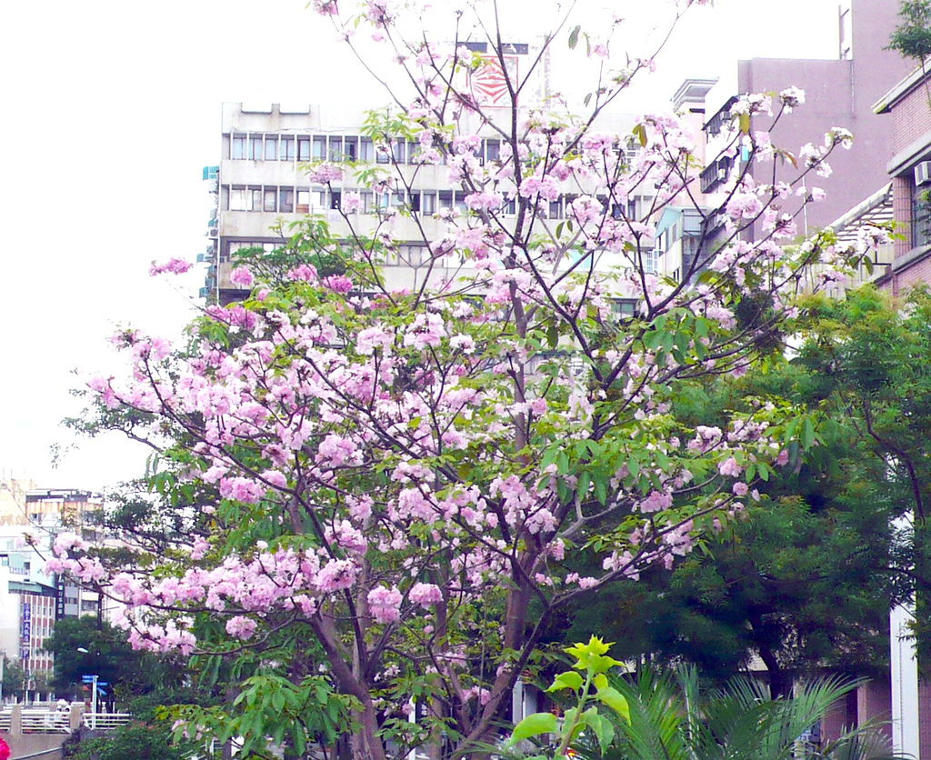 P1200740 P1200740