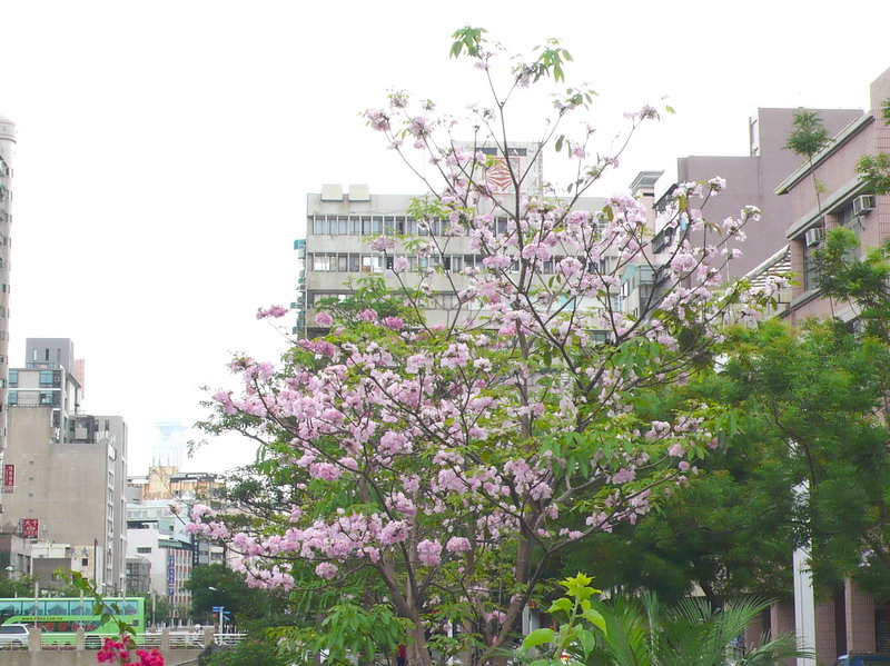 P1200739 P1200739