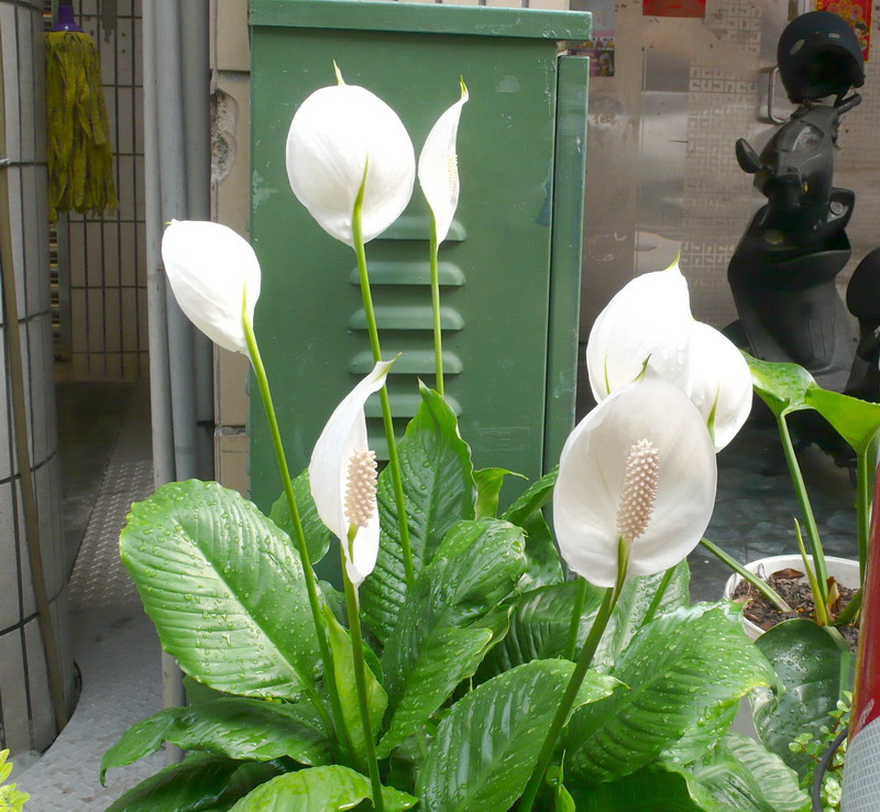 P1200724 P1200724
