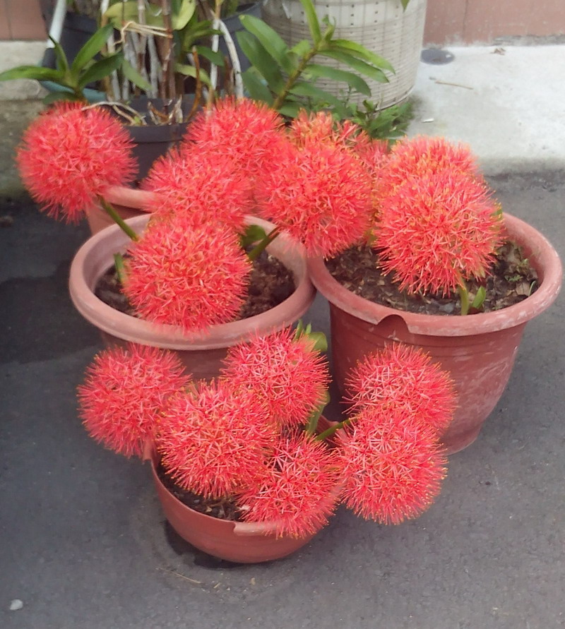 火球花(紅繡球花) 火球花(紅繡球花)