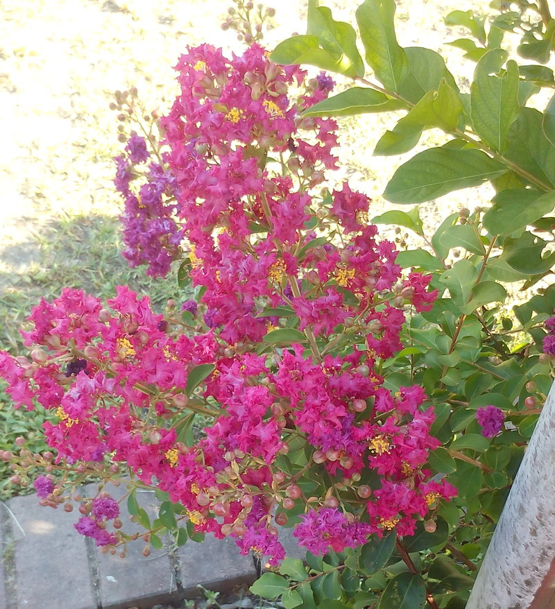 小花紫薇 小花紫薇