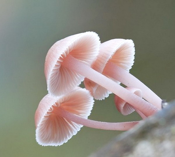 美麗有毒的蘑菇
