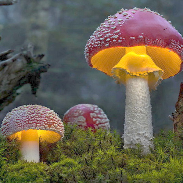 BLNKT-magic-mushrooms-can-help-cure-smoking-addiction-johns-hopkins-study-500x500 BLNKT-magic-mushrooms-can-help-cure-smoking-addiction-johns-hopkins-study-500x500