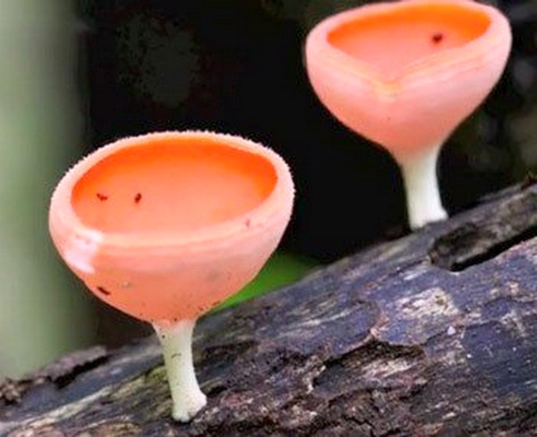Fischer-biomimicry-11_525 Fischer-biomimicry-11_525