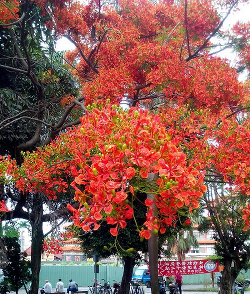 鳳凰花開