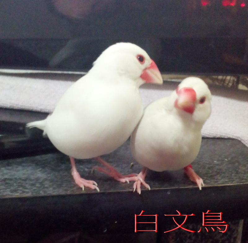 万紫千紅的鳥儿 万紫千紅的鳥儿