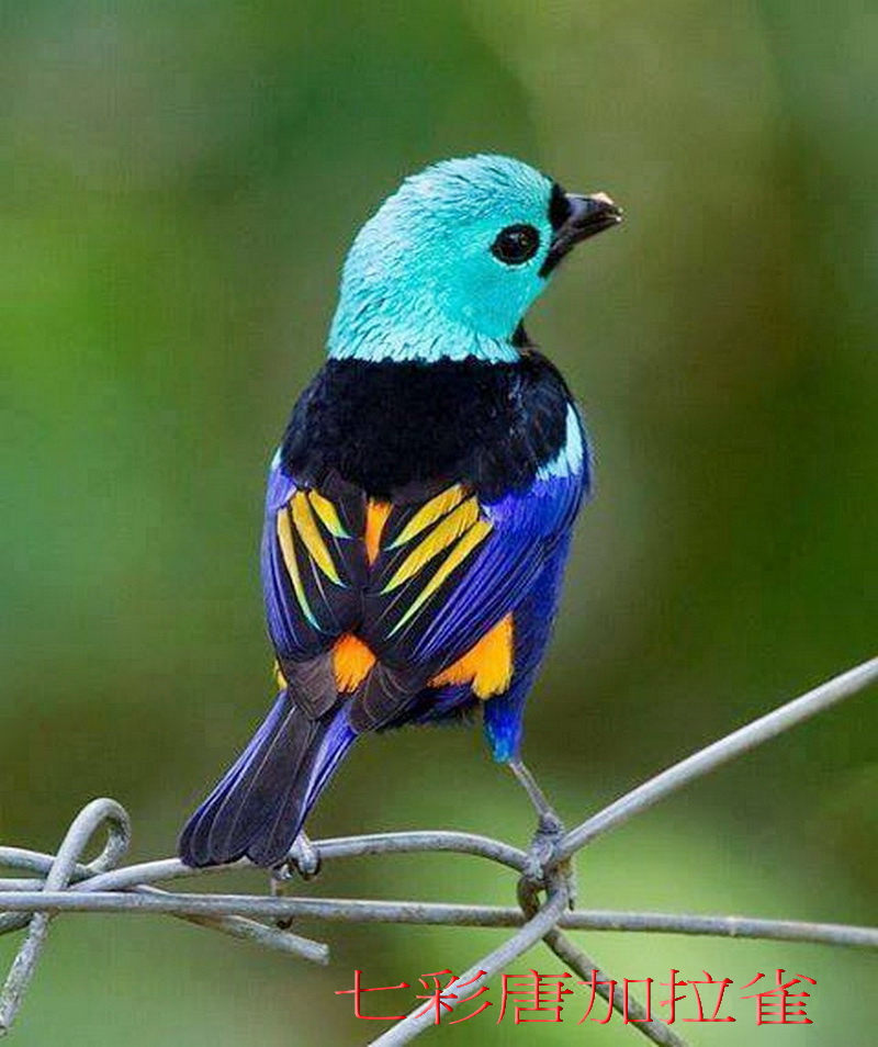 seven_colored_tanager1445157857 seven_colored_tanager1445157857