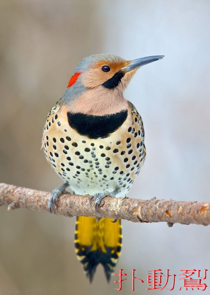 9245_northern_flicker-1455B8F2BF34A55E4EA 9245_northern_flicker-1455B8F2BF34A55E4EA