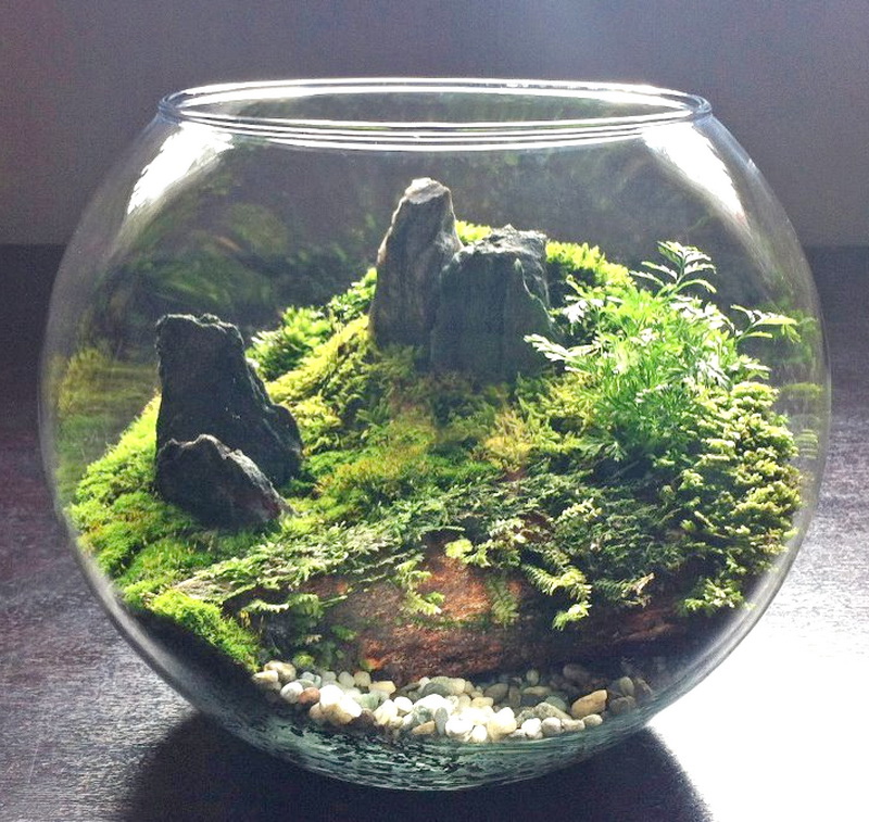 new terrarium 1 (1) new terrarium 1 (1)