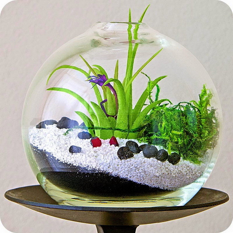 huong-dan-trong-terrarium-08 huong-dan-trong-terrarium-08