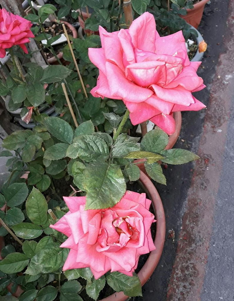 玫瑰花 玫瑰花