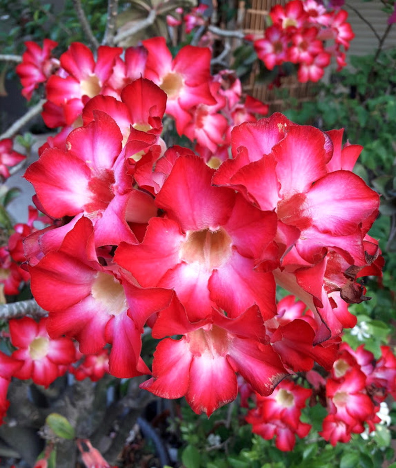 沙漠玫瑰 沙漠玫瑰