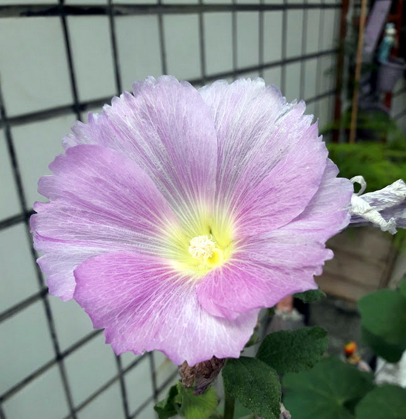 20180808_160637.jpg 20180808_160637.jpg