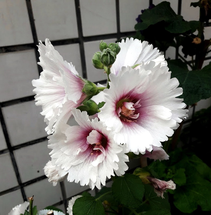 20181029_101235.jpg 20181029_101235.jpg