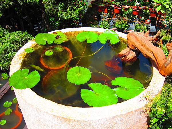 すべての花の画像 最新のhd水生植物造景