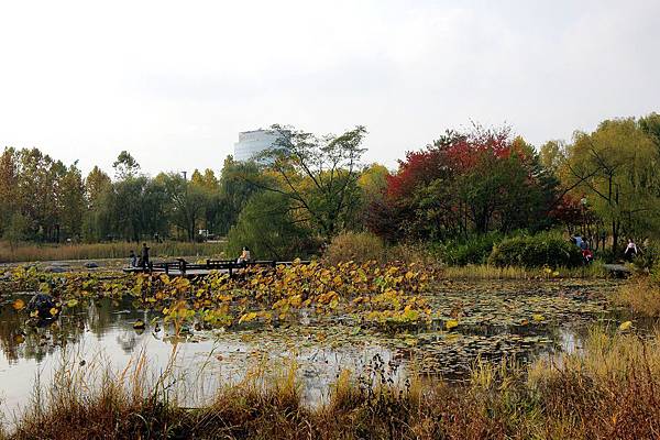 韓國  一山湖水公園