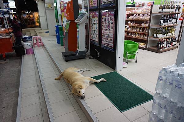 狗兒在便利商店前吹冷氣