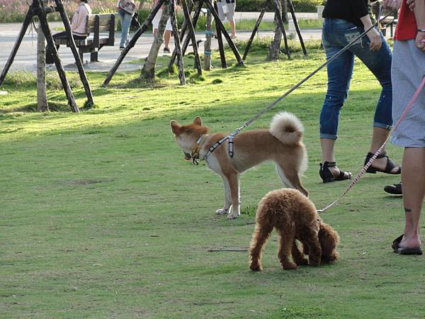 另一隻柴犬