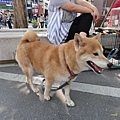 恰好碰到「獸魂祭狗狗大聚會」  柴犬我的愛 >.<