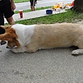 終於在擺了兩顆飼料後破功了