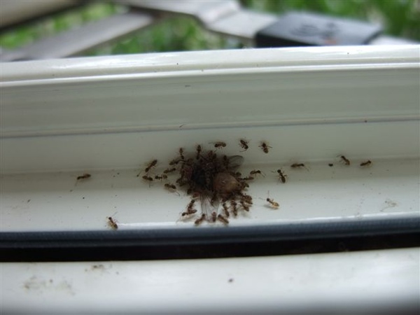 窗台上的一群螞蟻和他們的糧食