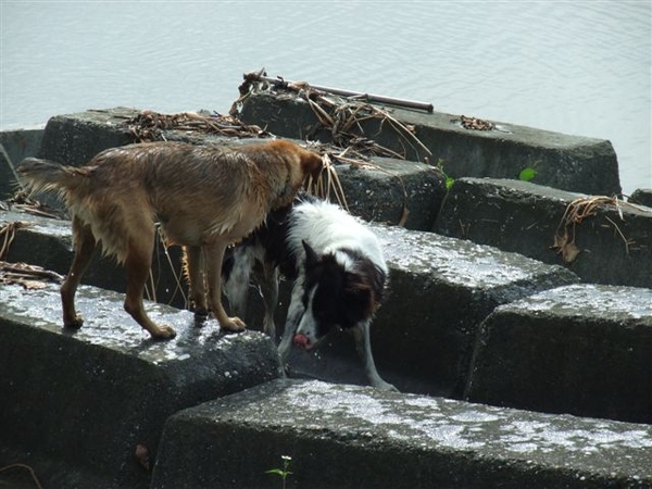 從河裡出來的兩隻狗兒