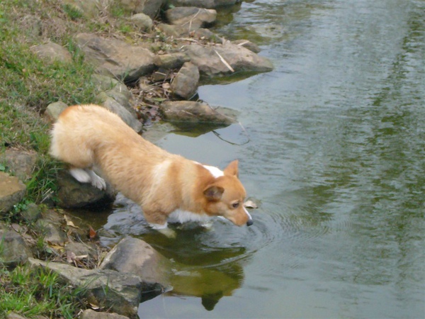 柯基游泳去～