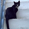 希臘島上很多貓