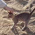 天堂海灘的沙與貓咪