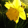 路邊黃色水仙花 (daffodil)