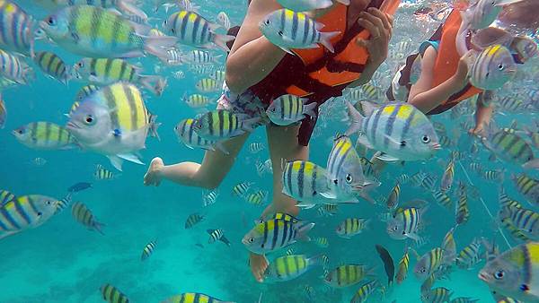 phiphi-snorkel-fish-snorkel-2a