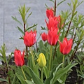 IMG_2600.jpg
