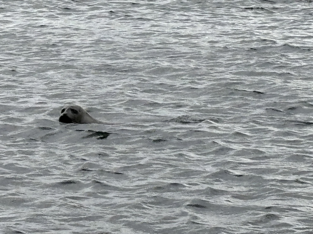 Day 3-2 2024.7.9 冰島-Kolugljúfu Day 3-2 2024.7.9 冰島-Kolugljúfu