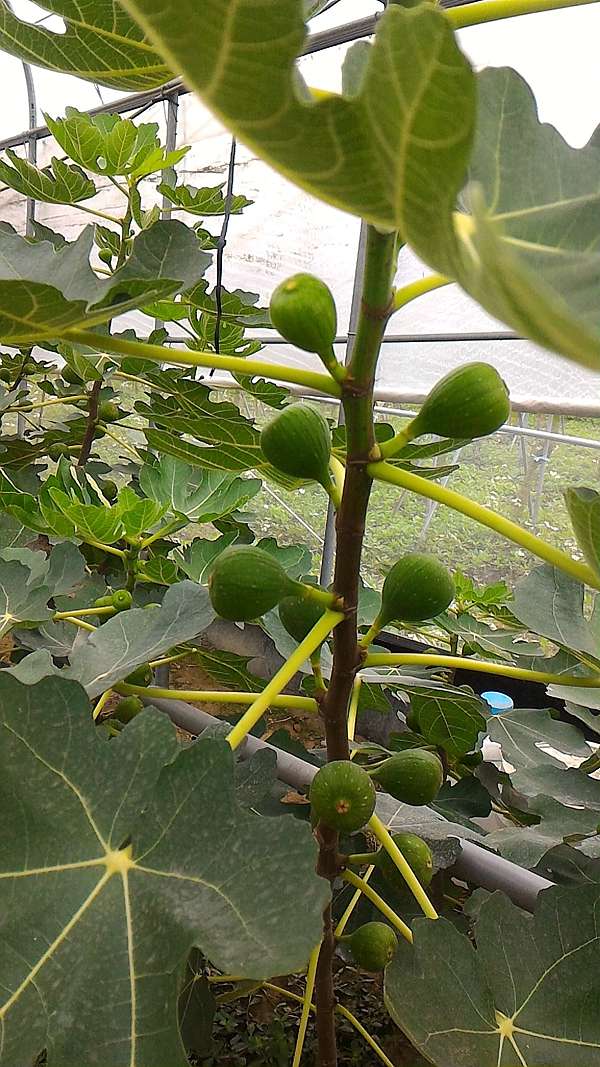 無花果怎麼種 盆栽竅門訣竅 想掛果結實纍纍先學澆水 施肥方法 日照時間 綠野鮮藍帶無花果 桑天牛農場 痞客邦