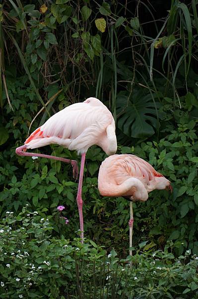 taipei zoo 3