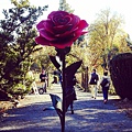 玫瑰花園.jpg