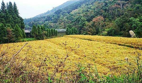 向天湖風景