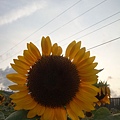 20110815 197.JPG