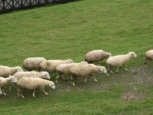 羊咩咩們在大草原吃著吃著.....
